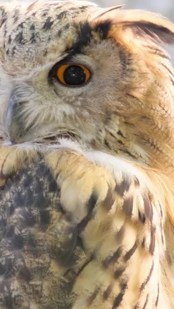 Close-up of a horned owl with yellow eyes looking for prey. Slow motion. Vertical video. - Footage, Video