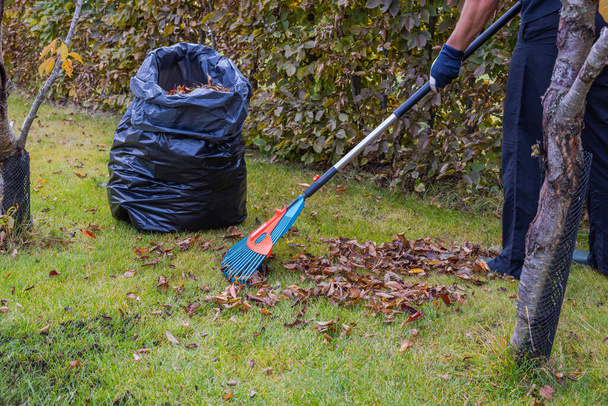 Zicht van persoon die hark gebruikt om gevallen bladeren te verzamelen op herfstdag in de tuin, waardoor ze in plastic zak. Zweden. - Foto, afbeelding