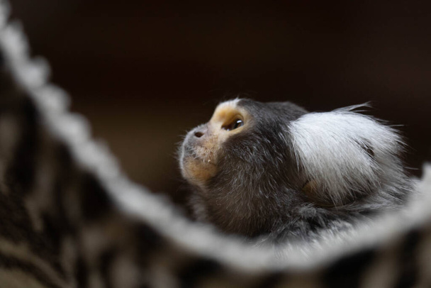 Curioso pequeño marmoset está mirando hacia arriba a algo - Foto, imagen