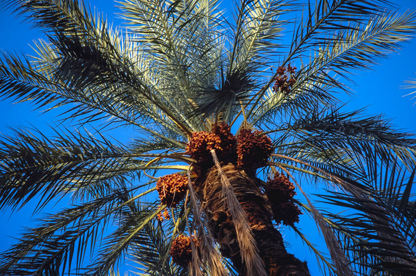 チュニジアのトーゼール県,デジカオアシス市のプランテーションの日付パーム - 写真・画像