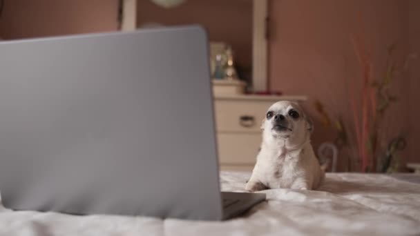 Enfocado lindo perro chihuahua blanco acostado en el vientre sobre la cama acogedora con el ordenador portátil abierto mientras descansa en el dormitorio y mirando a la pantalla - Metraje, vídeo