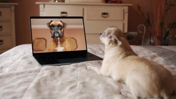 Schattige rasechte hond kijkt naar het scherm van de laptop tijdens het zitten op bed in het daglicht en het bijwonen van videogesprek met bokser in gezellige slaapkamer thuis - Video