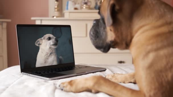 Καφέ σκύλος πυγμάχος ξαπλωμένος στο κρεβάτι και κοιτάζοντας την οθόνη με online βιντεοκλήση του χαριτωμένο λευκό chihuahua στην οθόνη του φορητού υπολογιστή, ενώ στηρίζεται σε άνετο υπνοδωμάτιο στο σπίτι - Πλάνα, βίντεο