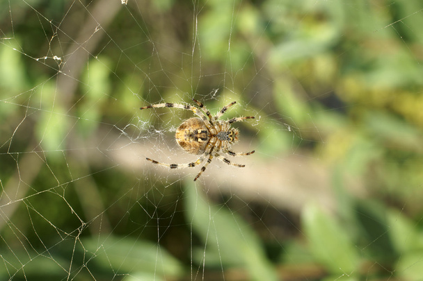 Araña de jardín europea
 - Foto, imagen