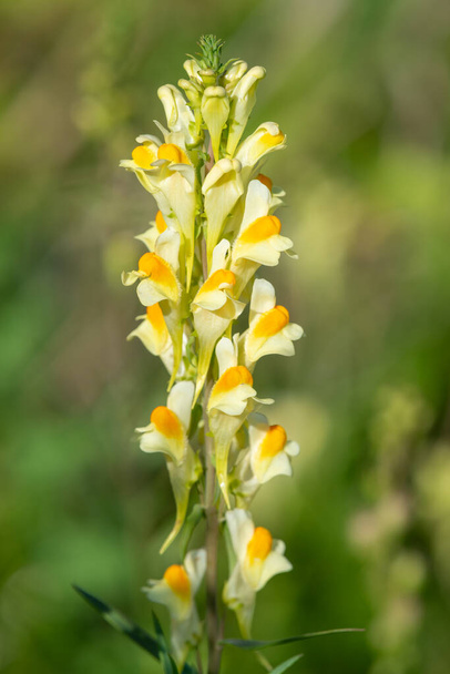 Close up of common toadflax (linuaria vulgaris) in bloom - Fotoğraf, Görsel