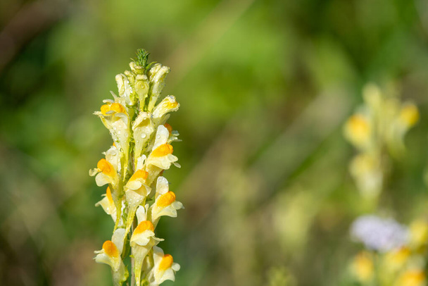 Close up of common toadflax (linuaria vulgaris) in bloom - Photo, Image