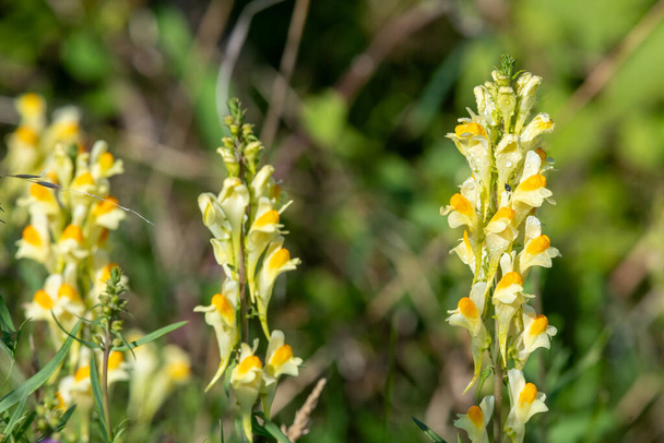Close-up van gewone padvlas (linuaria vulgaris) bloemen in bloei - Foto, afbeelding