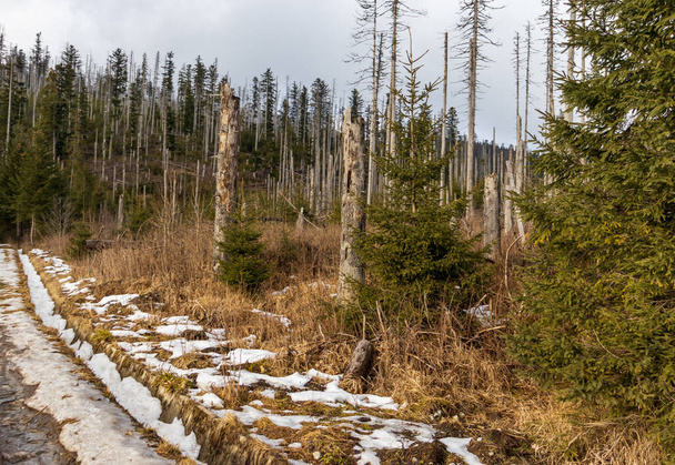 Vieil arbre sec dans la belle chaîne de montagnes Tatra en Pologne. - Photo, image