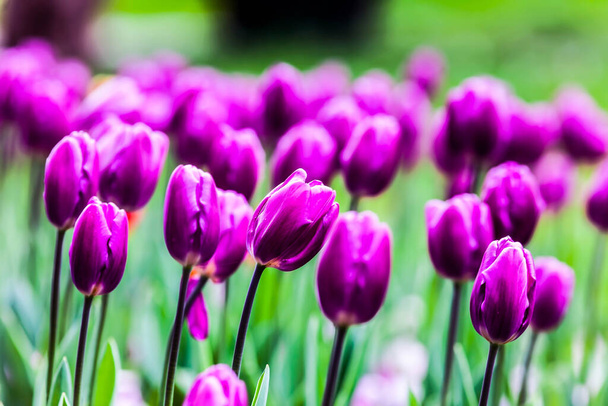 Frühling, Tulpen im Garten. HDR-Bild (hoher Dynamikumfang)). - Foto, Bild