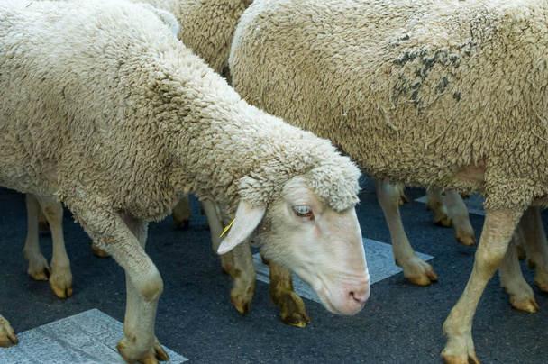 Die 30. Ausgabe des Schaf- und Ziegentranshumance-Festivals (Fiesta de la Trashumancia) führte durch das Zentrum von Madrid auf dem Weg zu den niedrigen Weiden der Region für die Wintermonate. Madrid Spanien 22. Oktober 2023 Die 30. Ausgabe der - Foto, Bild