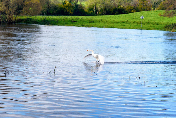 un cigno su un fiume in Irlanda, 2023 - Foto, immagini