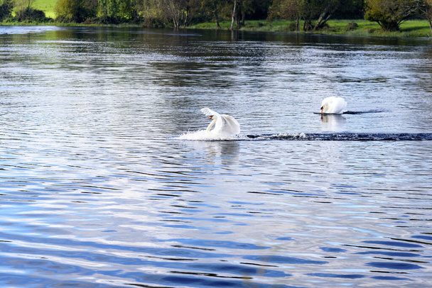 un cigno su un fiume in Irlanda, 2023 - Foto, immagini
