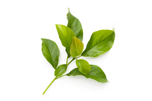 Avocado leaves on white background. - Photo, Image