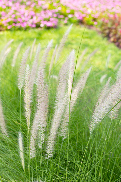 Fountain grass or pennisetum alopecuroides - 写真・画像