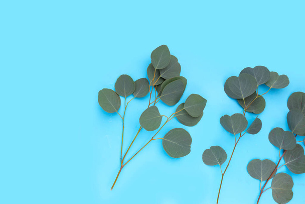 Green leaves of eucalyptus on blue background. - Photo, Image