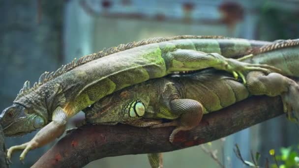 Famílias de lagartos juntos está olhando para o futuro tão bonito quando assisti-los no zoológico
 - Filmagem, Vídeo