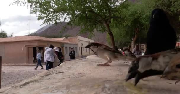Птах Spinus magellanicus в Пурмамарці, Джуджі, Аргентина - Кадри, відео