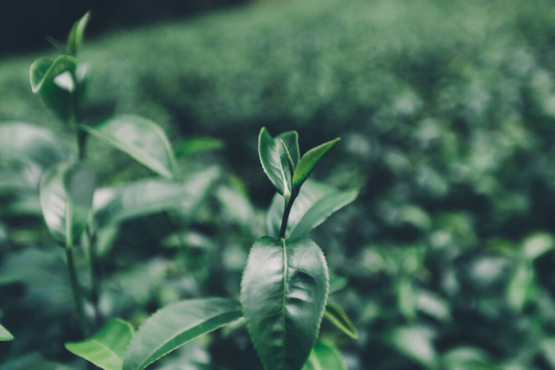 Vrchol listu zeleného čaje ráno, čajová plantáž - Fotografie, Obrázek