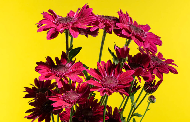 Rote Chrysanthemen blühen auf gelbem Hintergrund. Blütenköpfe in Großaufnahme - Foto, Bild