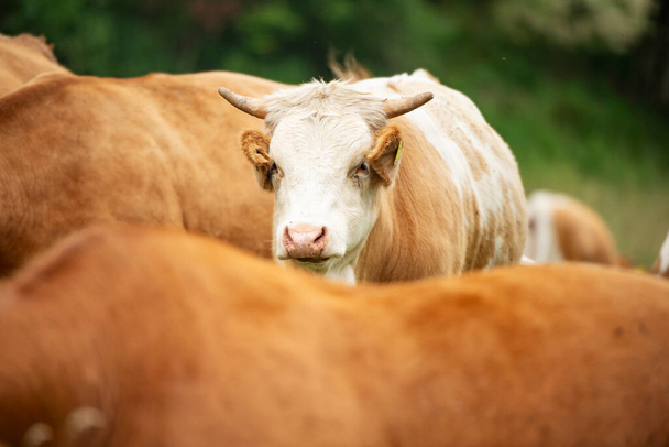 牧草地の牛 - 写真・画像
