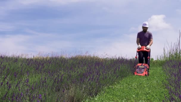 Un hombre corta el césped en un campo de lavanda entre filas de flores con una cortadora de césped ecológica alimentada por batería - Metraje, vídeo