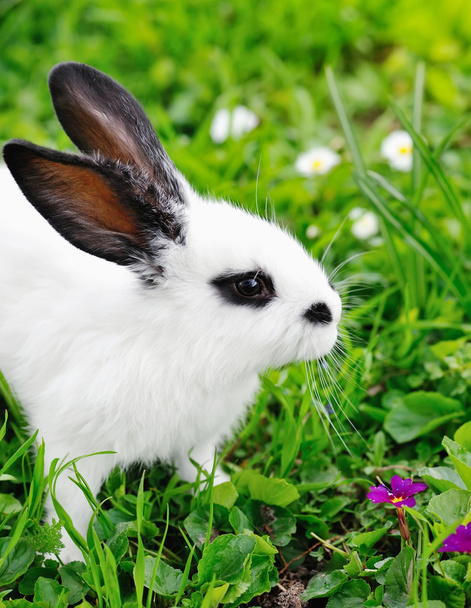 Baby white rabbit on grass - 写真・画像