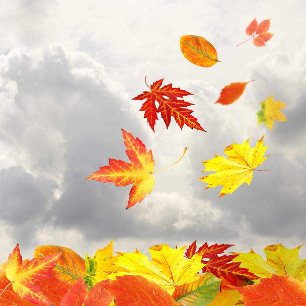 Collage of autumn leaves on sky background - Foto, Bild