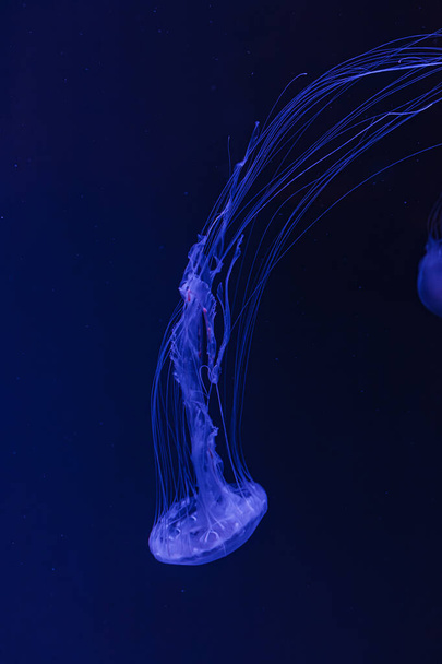 υποβρύχια λήψη της όμορφης Chrysaora quinquecirha από κοντά - Φωτογραφία, εικόνα