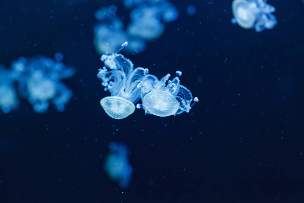 υποβρύχιες λήψεις από μια όμορφη αυστραλιανή μέδουσα κοντά - Φωτογραφία, εικόνα
