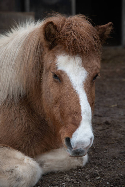 Głowa islandzkiego konia wyglądającego na zmęczonego i najwyraźniej leżącego na ciemnej ziemi. Kolor jest brązowy i biały. - Zdjęcie, obraz