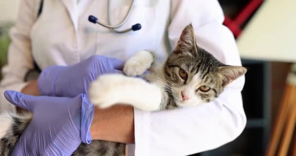 Um veterinário com um gatinho nas mãos, um close-up. Recepção primária na clínica veterinária, um hospital animal - Filmagem, Vídeo