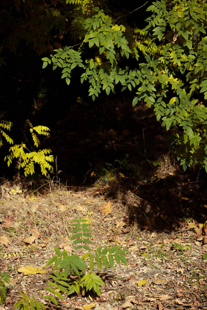 Podzimní lesní krajina. Žluté listí na stromech v národním parku. Pomerančové a zelené odstíny hlubokého podzimu. Klidné a bezvětří slunečné počasí. Krásný botanický záběr, přírodní tapety. - Fotografie, Obrázek