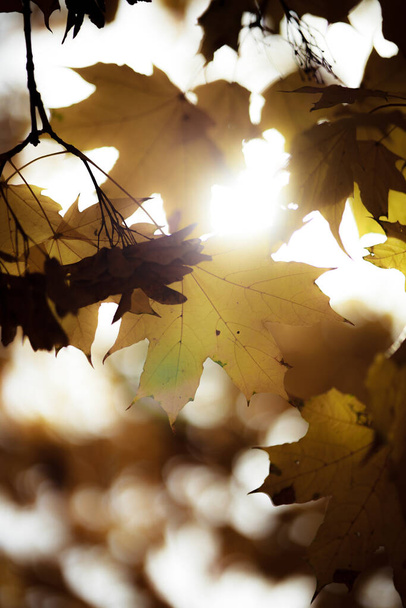 Paisaje forestal otoñal. Hojas amarillentas en los árboles de un parque nacional. Tonos anaranjados y verdes de otoño profundo. Clima soleado tranquilo y sin viento. - Foto, imagen