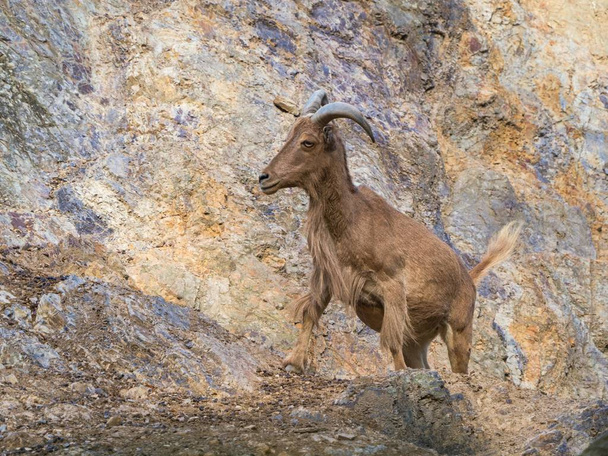 プラハ動物園の岩の環境で野蛮な羊 - 写真・画像