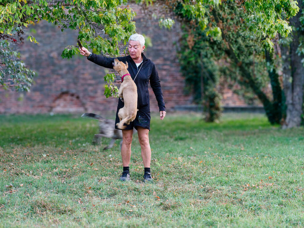 short haired adult fit woman train and play with puppy dog jumping hight outdoors in the morning - Photo, Image