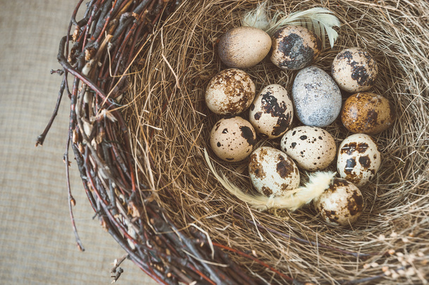 Птичье гнездо с яйцами - Фото, изображение