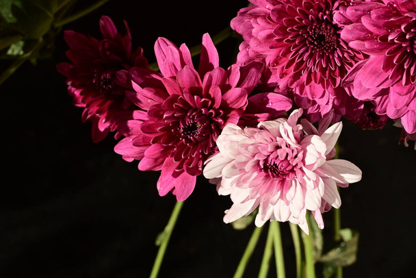 hermosas flores de crisantemos, vista de cerca - Foto, Imagen