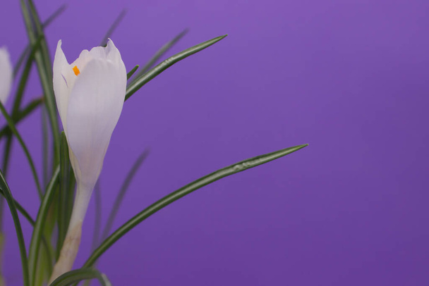 Witte krokus bloem op paarse achtergrond. Kopieer ruimte voor tekst. - Foto, afbeelding