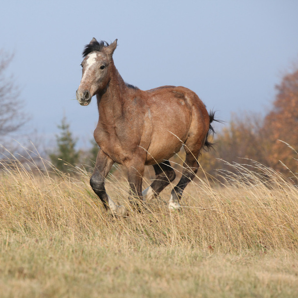 Гарний молодий кінь біжить у свободі
 - Фото, зображення