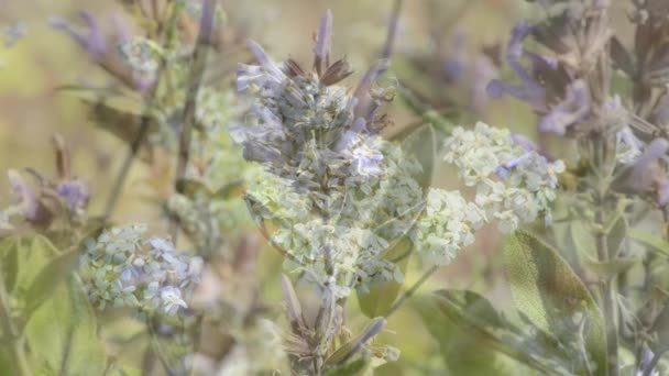 Common medicinal herbs of Germany - Materiał filmowy, wideo