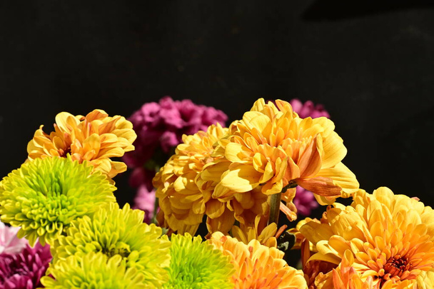 schöner Strauß heller Chrysanthemen auf dunklem Hintergrund, Nahaufnahme - Foto, Bild