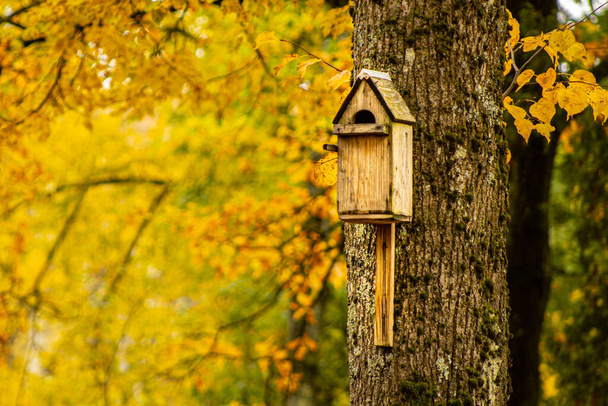 Ένα κλουβί πουλιών σε ένα δέντρο. Λεμόνια με κίτρινα φύλλα. - Φωτογραφία, εικόνα