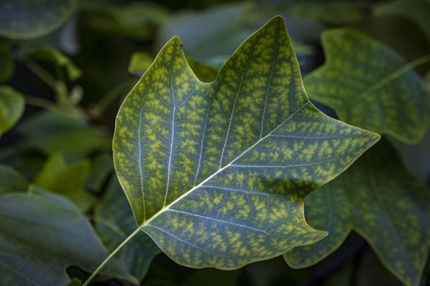 green leaf in autumn in Austria - Photo, Image