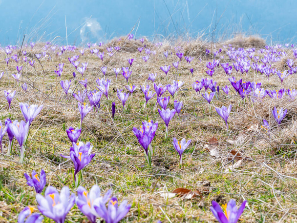 Un pasto de montaña lleno de flores de color púrpura Crocus heuffelianus o Crocus vernus (cocotero de primavera, cocodrilo gigante). Montañas Cárpatos en Rumania. - Foto, imagen