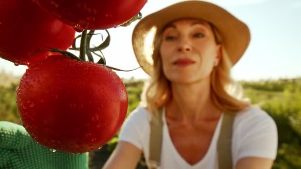 Egy bájos mosolygós középkorú nő zöldségeket termeszt és ellenőrzi a termést. Egy hölgy értékeli a paradicsom érettségét, és elégedett marad a munka eredményével. Az egyidejű alkalmazás fogalma - Felvétel, videó