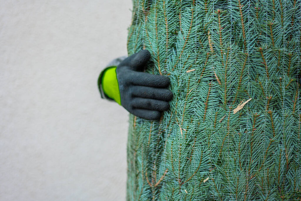 завернутая рождественская елка. Рождественская елка упакована в руки. Канадская ель в сетке. Покупка традиционной елки. Мужские руки в перчатках держат запечатанную елку в сетке на фоне стены. - Фото, изображение