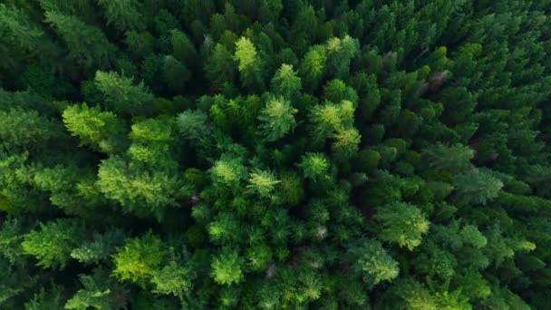Top down view of the coniferous forest. Natural background. British Columbia, Canada - Footage, Video