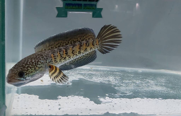 Channa Auranti snakehead fish. a predatory fish with a very beautiful and exotic patterned snake head "channa aurantie" is kept in an aquarium. - Photo, Image
