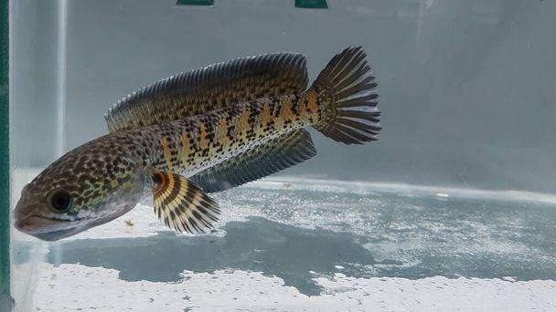 Channa Auranti snakehead fish. a predatory fish with a very beautiful and exotic patterned snake head "channa aurantie" is kept in an aquarium. - Photo, Image