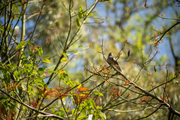 rodzime ptaki australijskie w parku w Australii - Zdjęcie, obraz